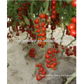 Hybrid High Density Fruits Setting Round Red Cherry Tomato Seeds For Growing-Wonderful